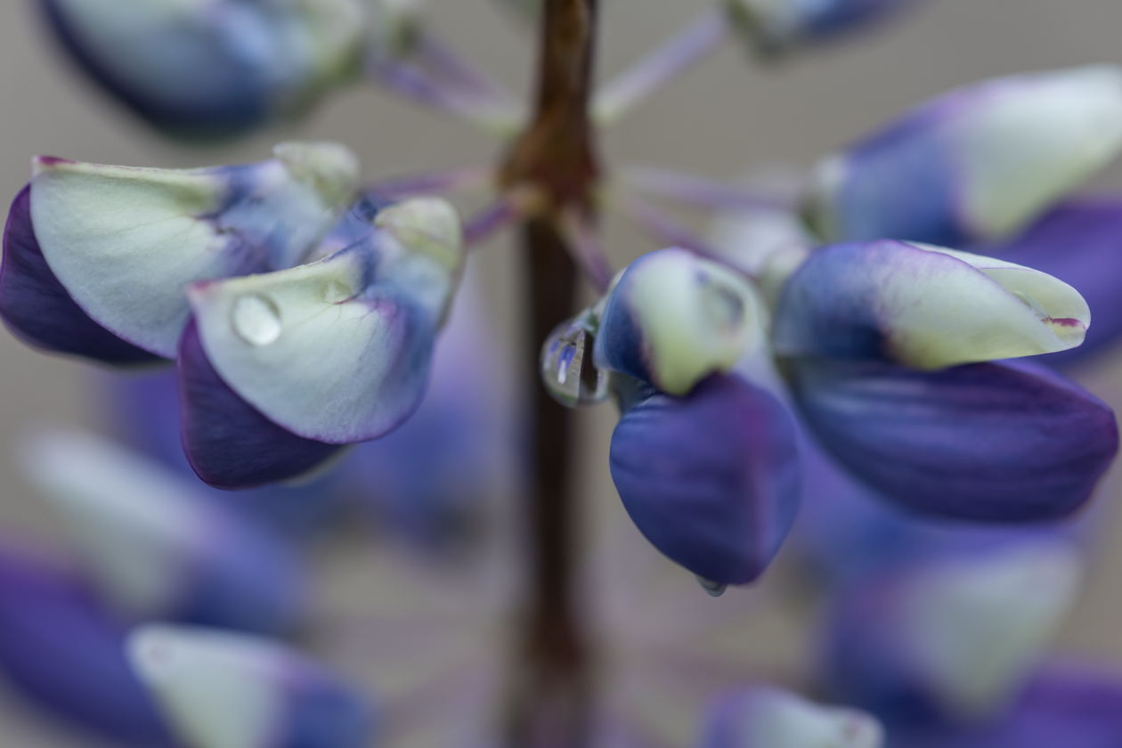 lupinen_heide_07