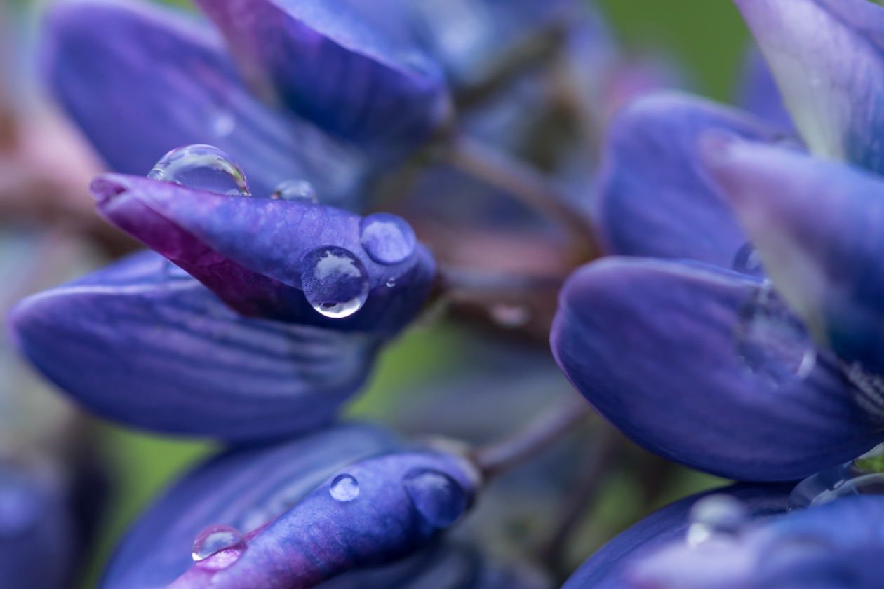 lupinen_heide_10