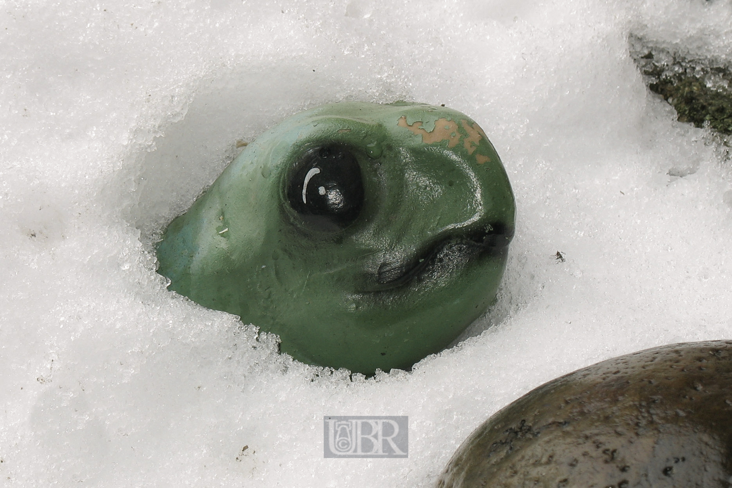 schildkroete_im_schnee_611