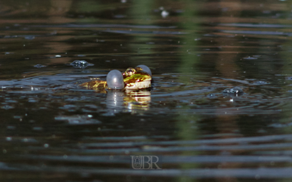 frosch_im_teich_03