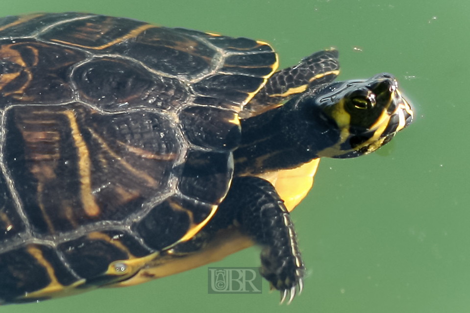 schildkroete_muehlsee_04