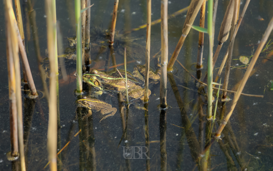 wasserfrosch_202