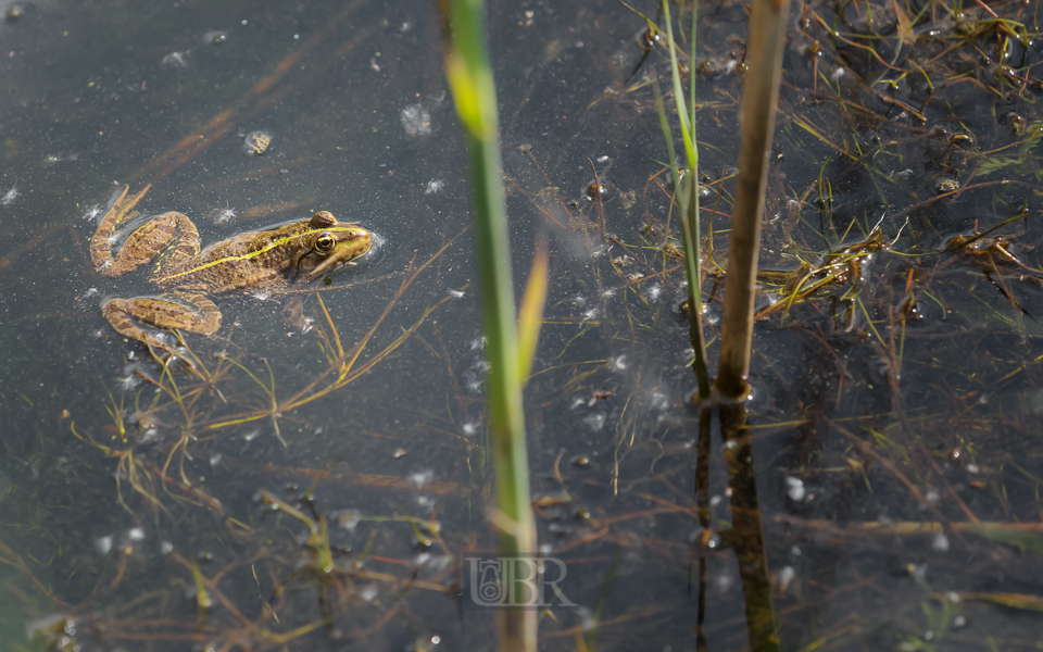 wasserfrosch_203