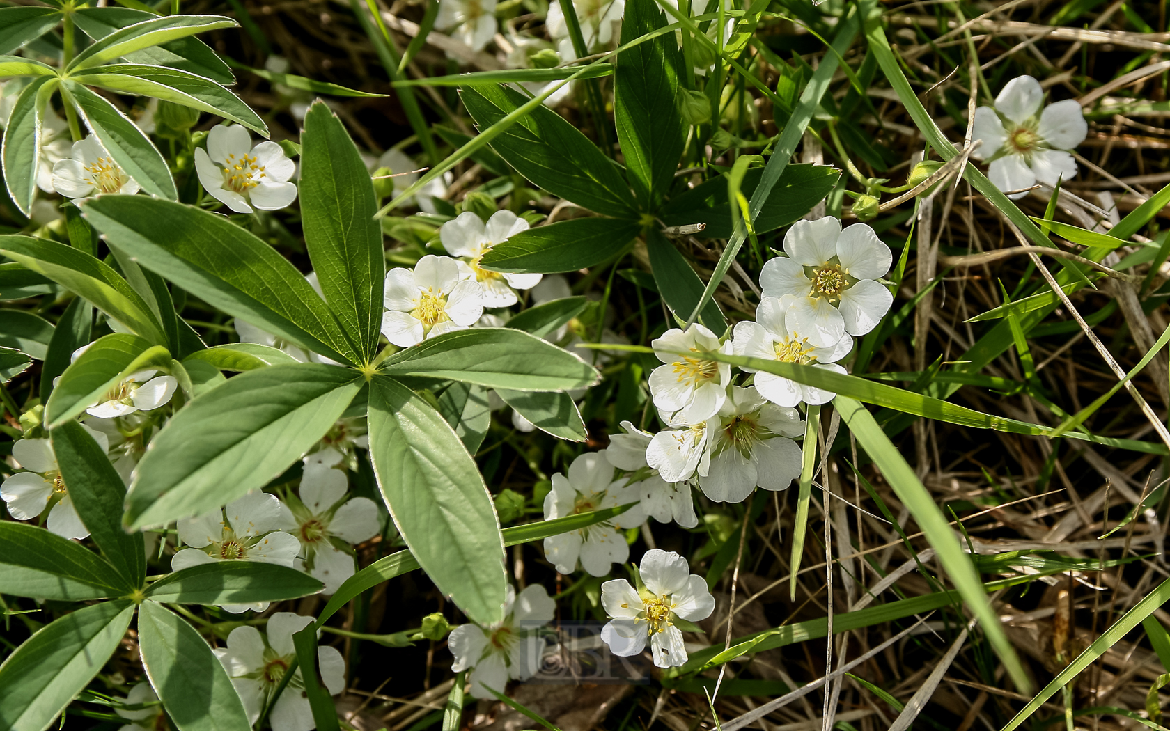 fingerkraut_garchinger_heide