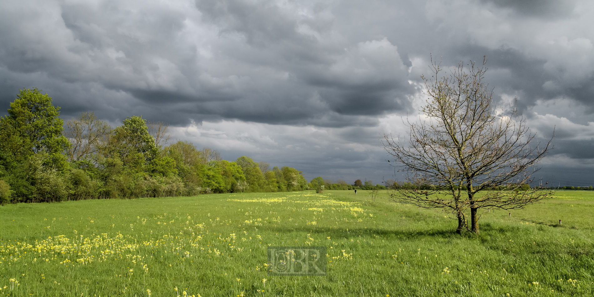 garchinger_heide_baum_april