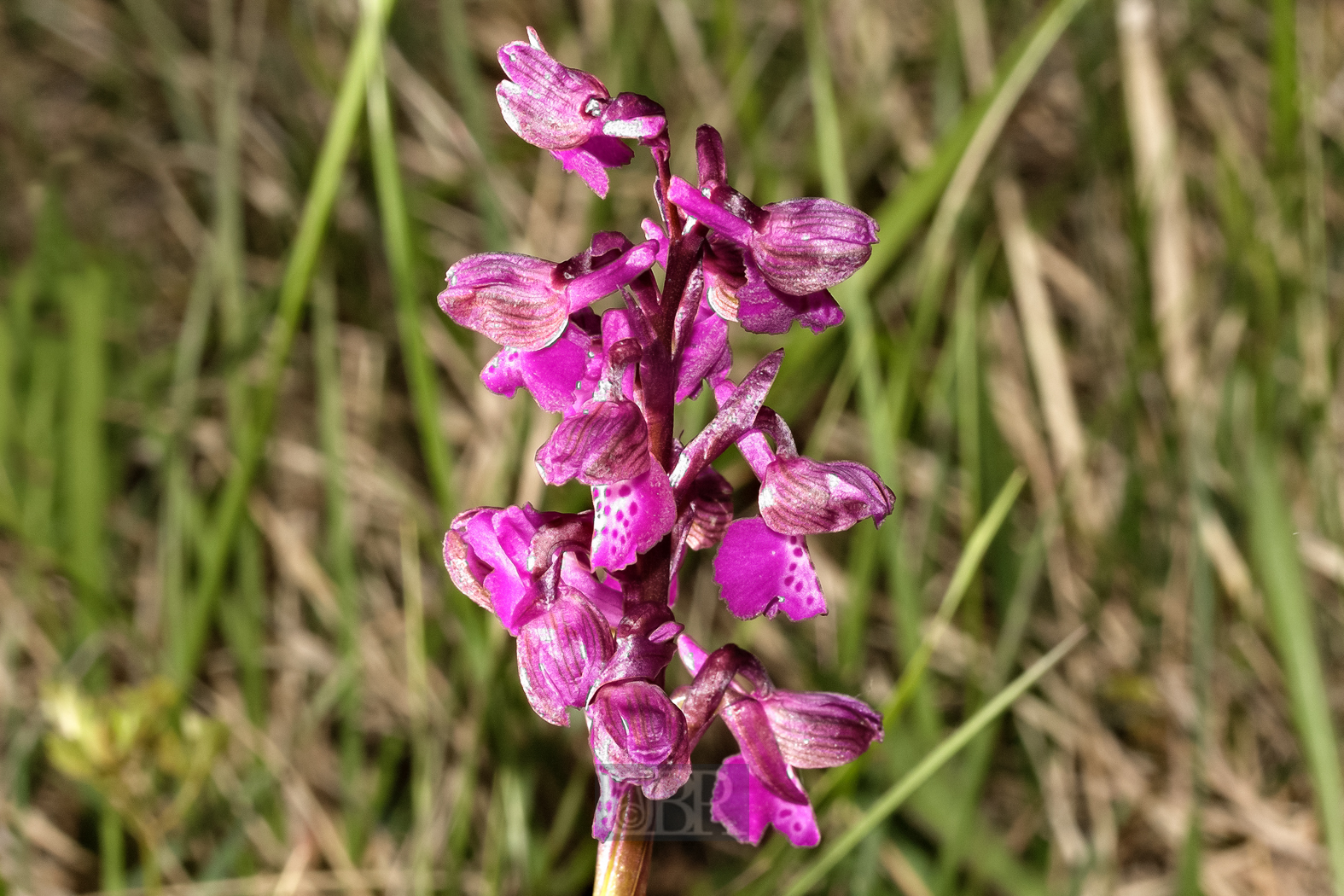 knabenkraut_orchidee_01