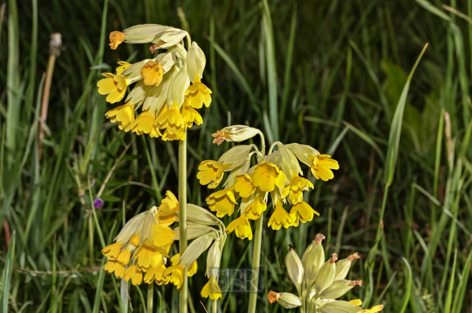 schluesselblume_61_geblitzt