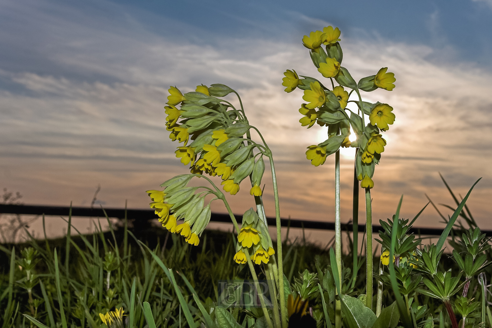 schluesselblumen_24_vor_sonne