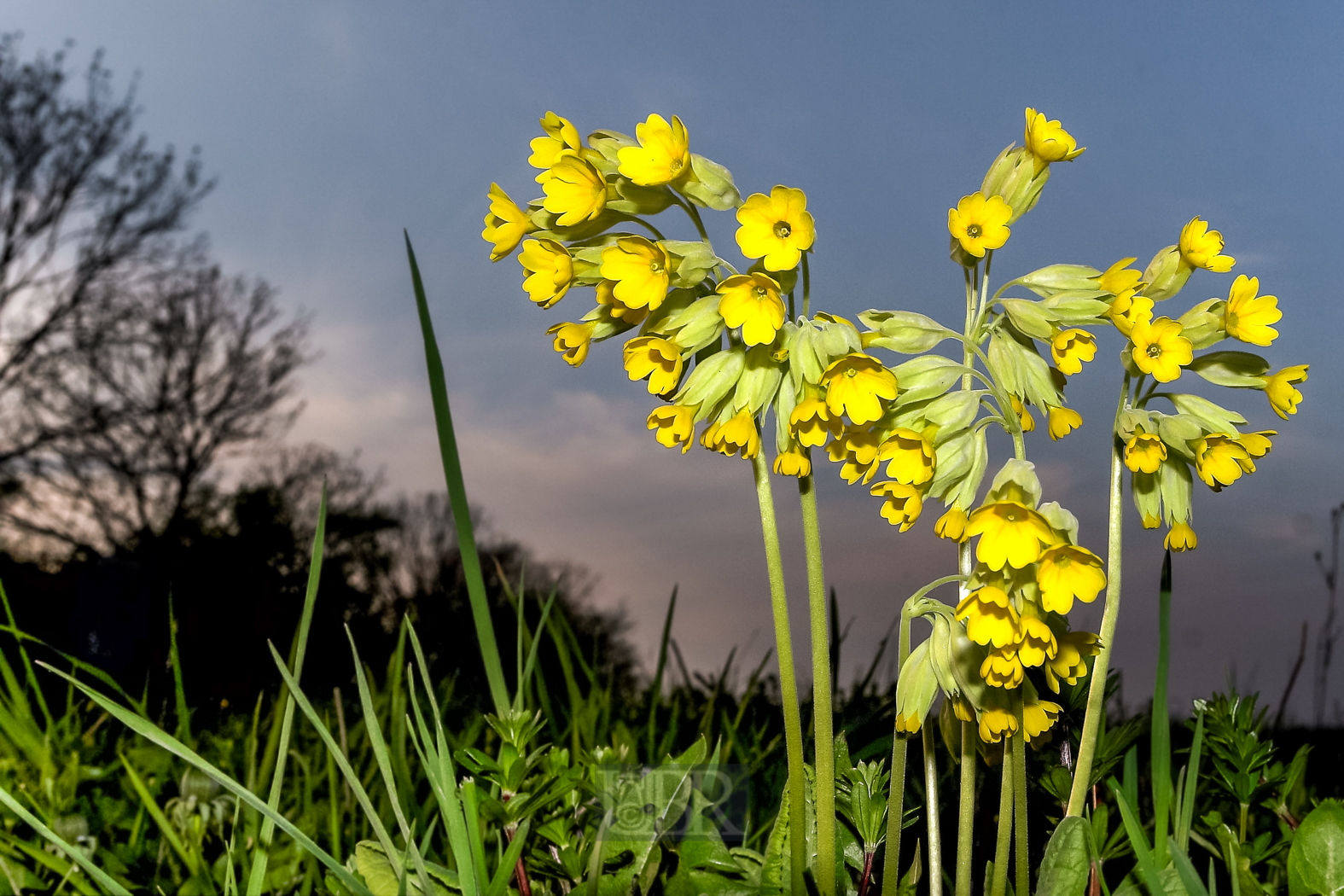 schluesselblumen_26_postkarte