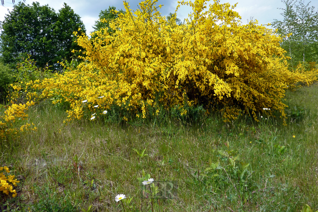 ginster_brandenburg_01