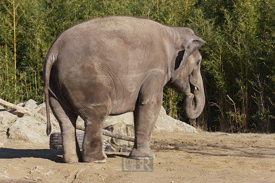 elefant_hellabrunn_01