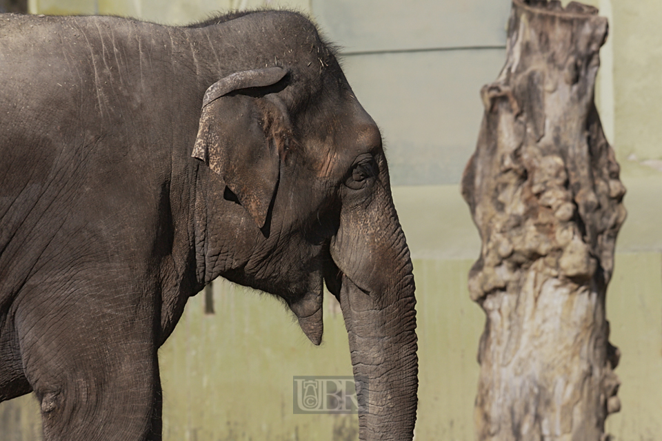 elefant_hellabrunn_02