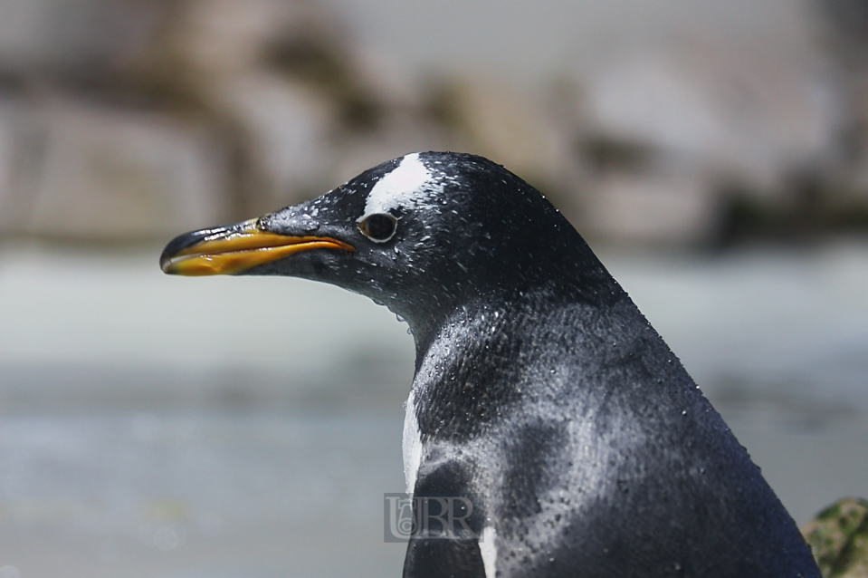 pinguin_01