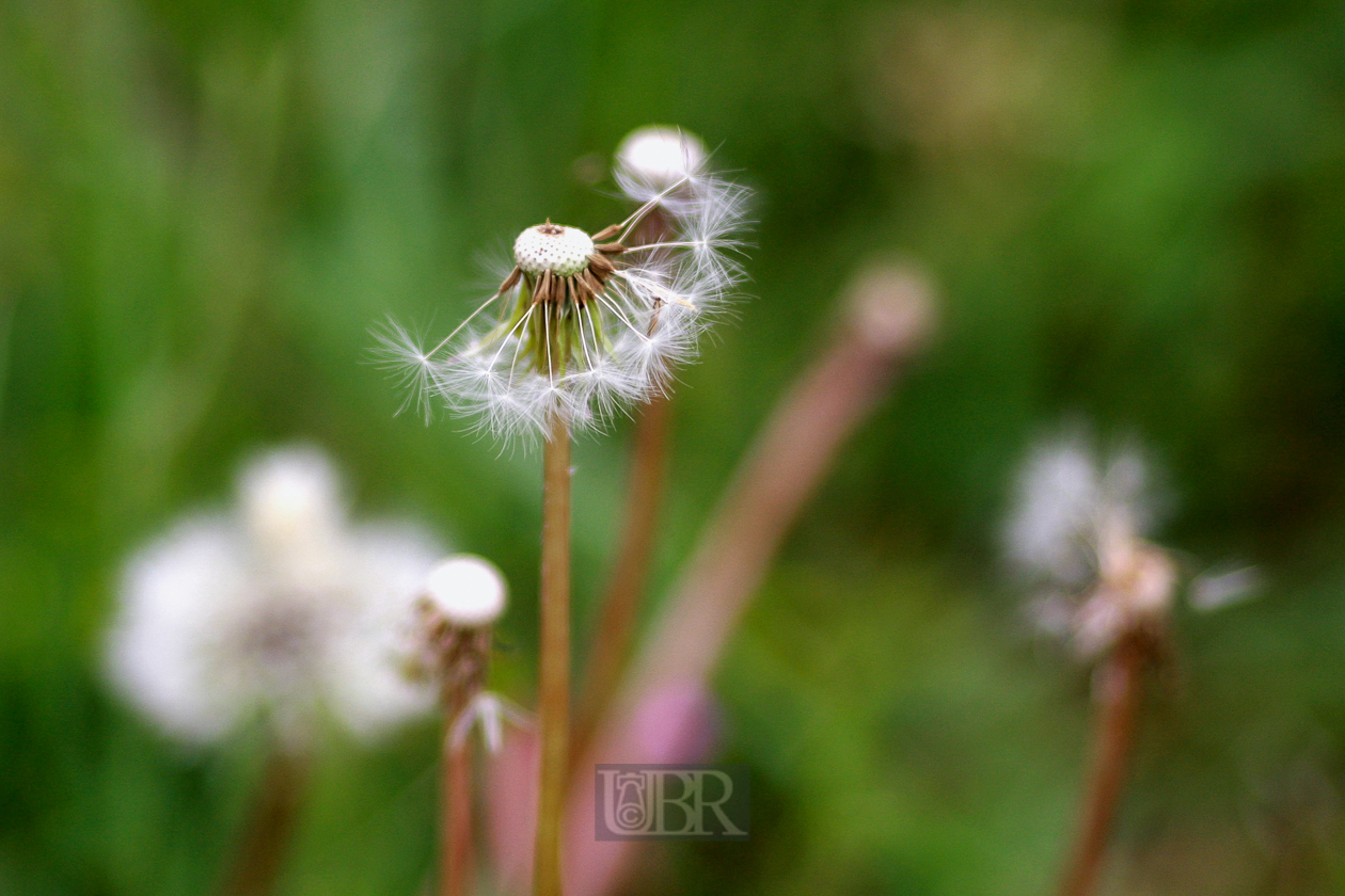 loewenzahn_pusteblume_135