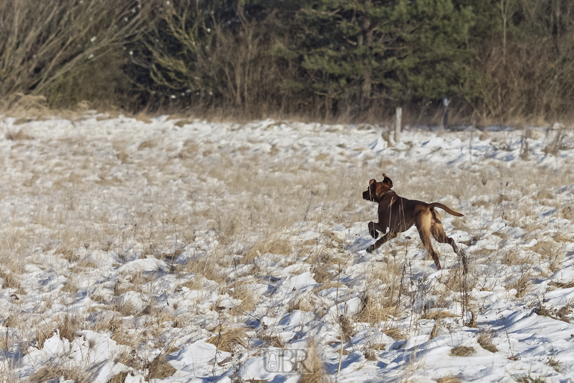 135 mm    1/1000 Sek. bei f / 4,5    ISO 400