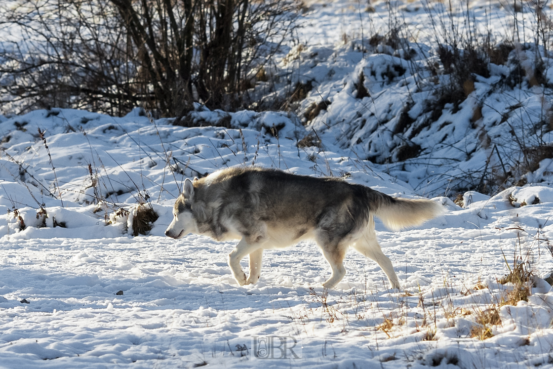 135 mm    1/1000 Sek. bei f / 5,6    ISO 400