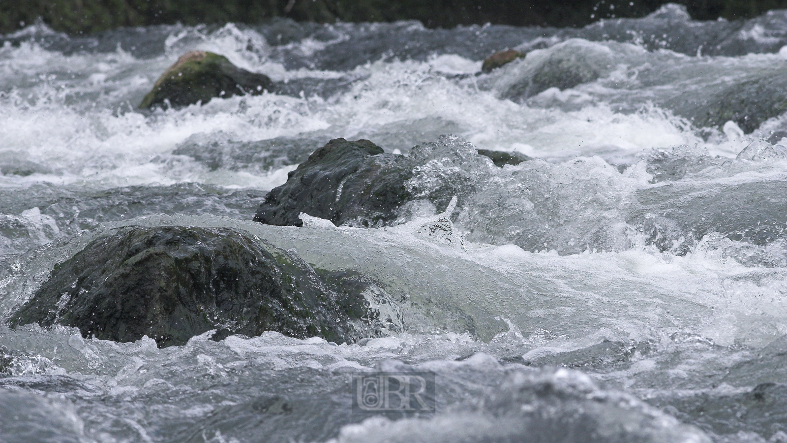 Der Fluss bei sommerlich mittelhohem Wasserstand