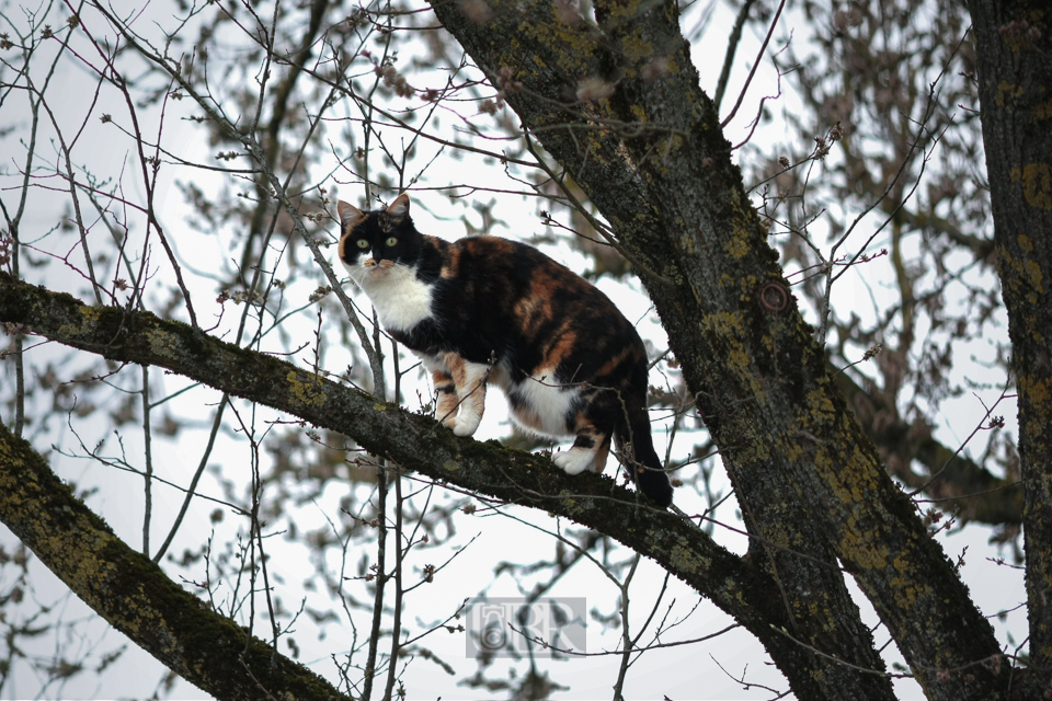 03_katzen_baum_01