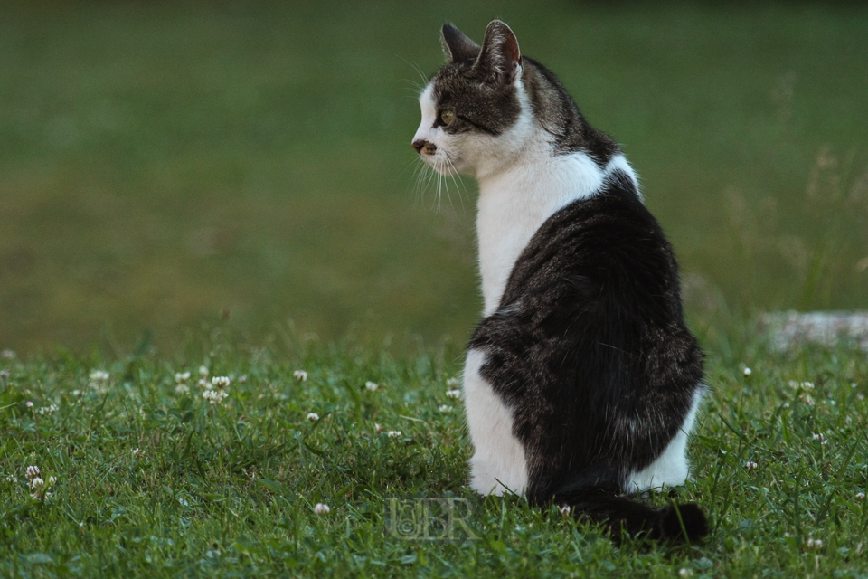 07_katze_renate_2015