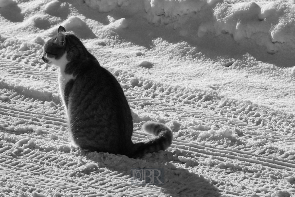 08_schneekatze_06