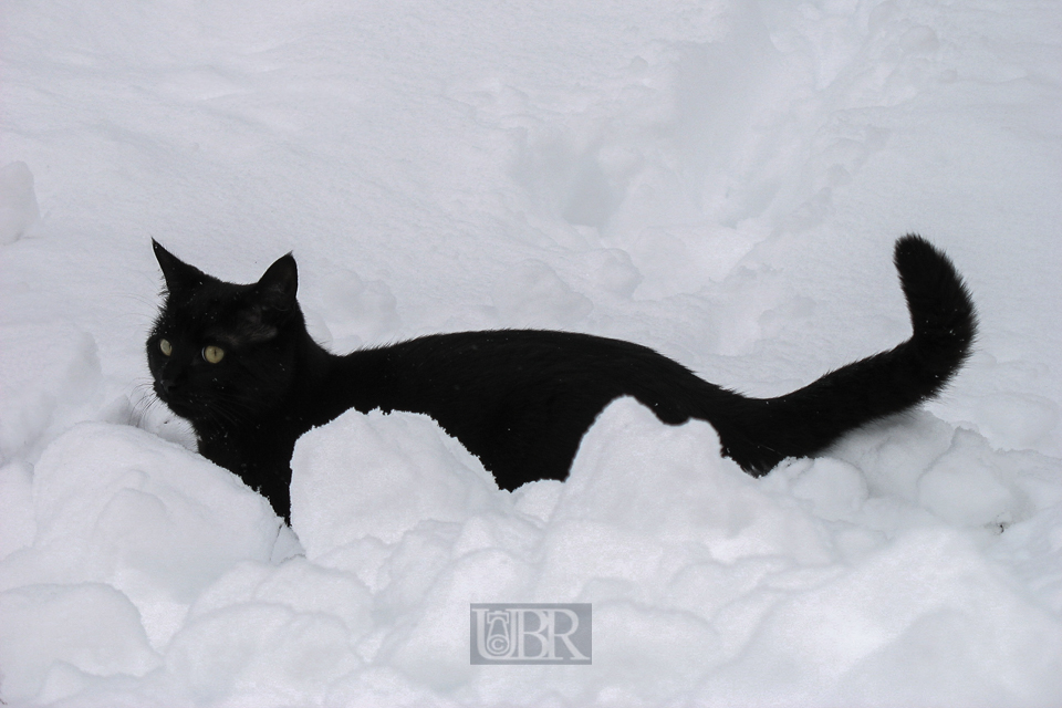 09_schneekatze_12