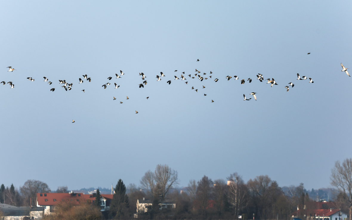 flug_gesellschaft_31