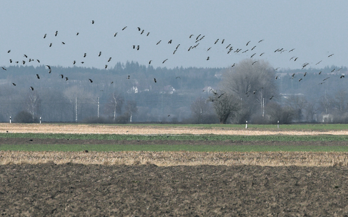 kiebitze_rueckkehr_02_boden