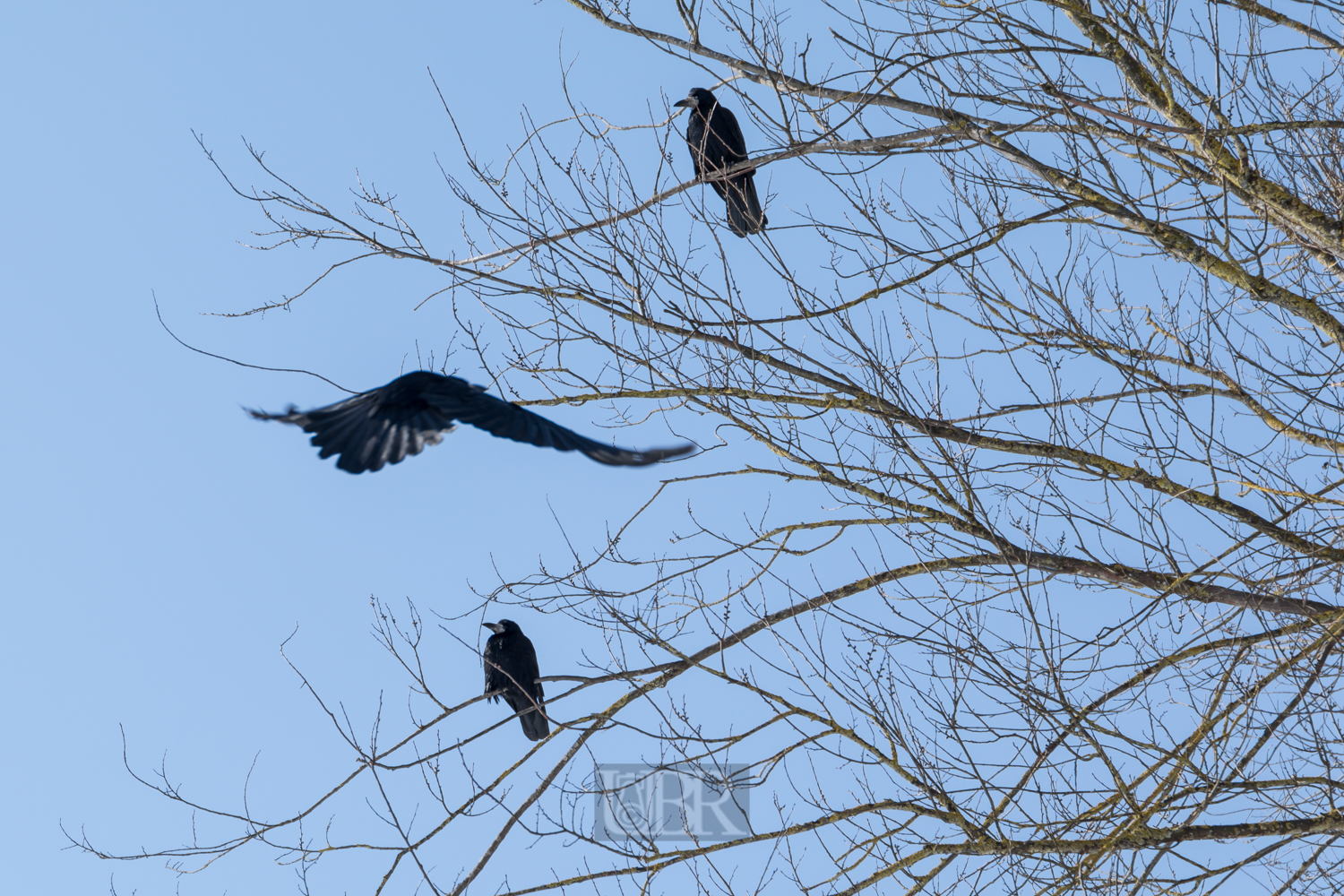 kraehen_anflug_01