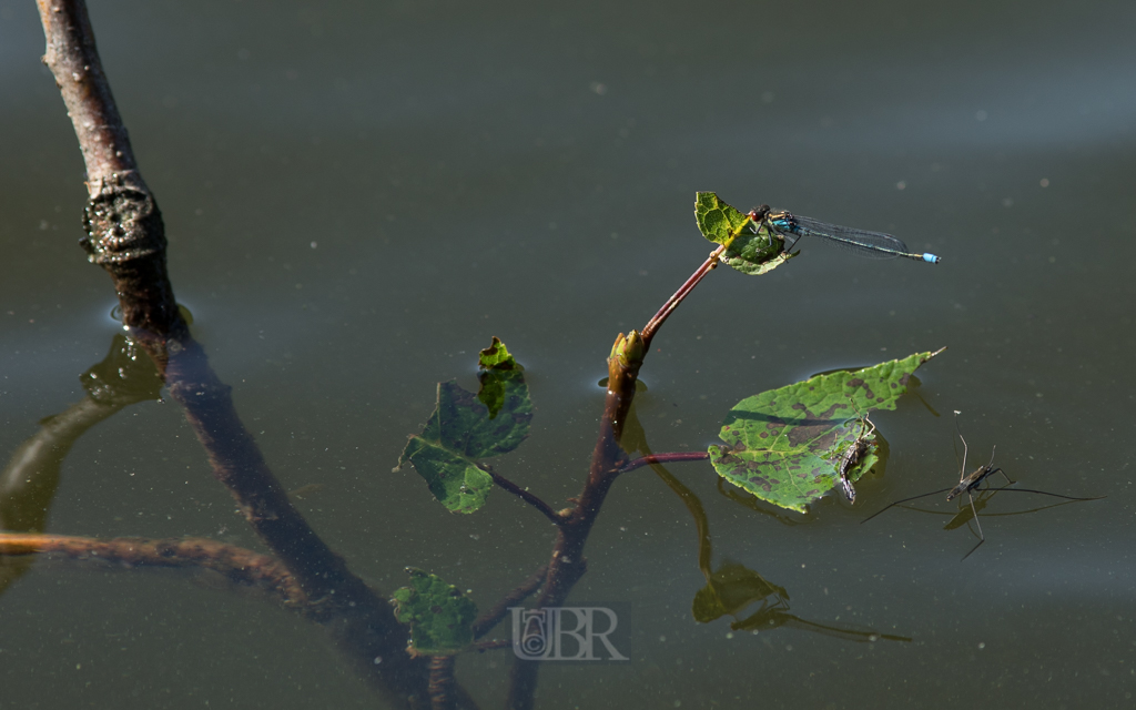 azurjungfer_wasserlaeufer