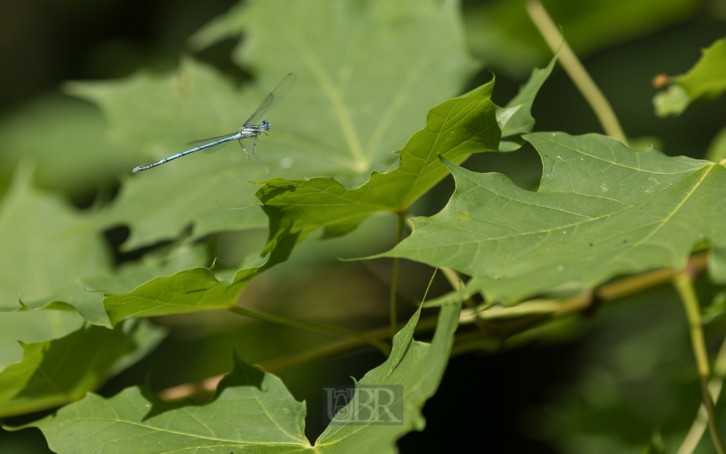 libelle_azurjungfer_blau_1