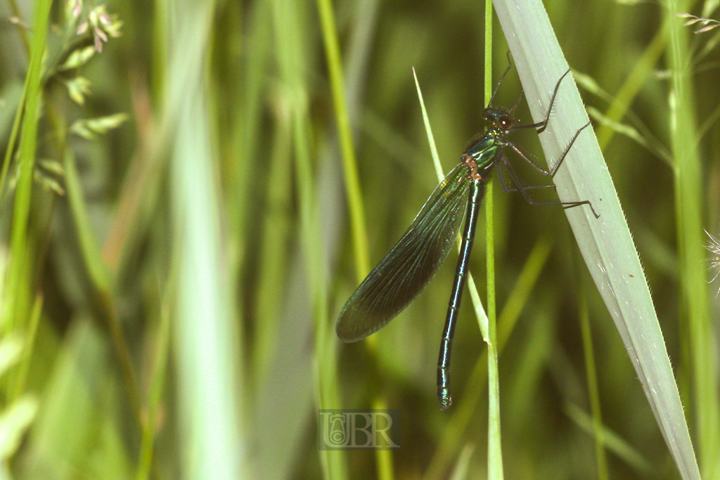 prachtlibelle_gebaendert