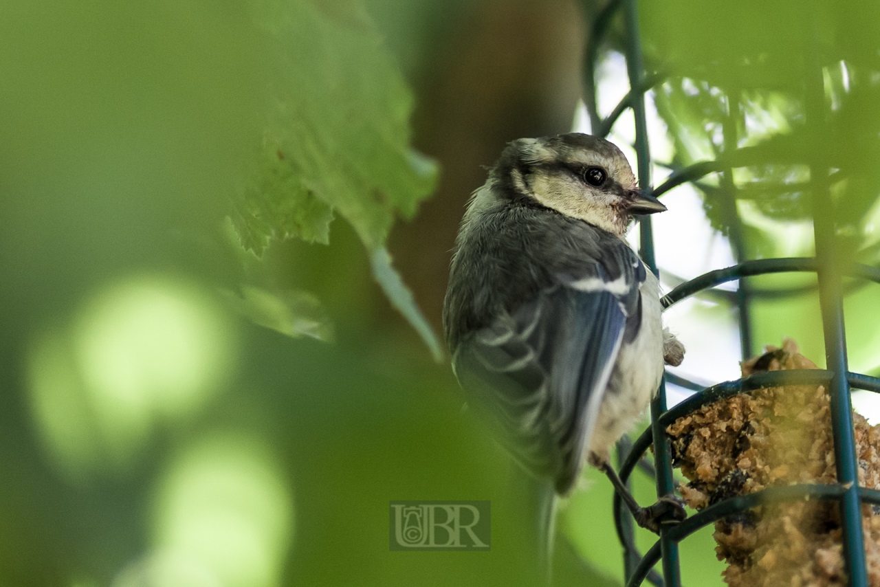 blaumeise_futtergast_03