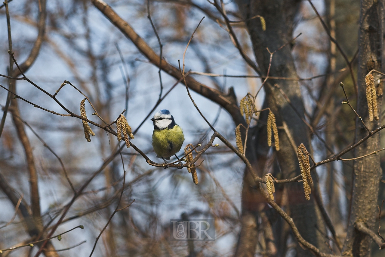 kohlmeise_im_fruehjahr_01