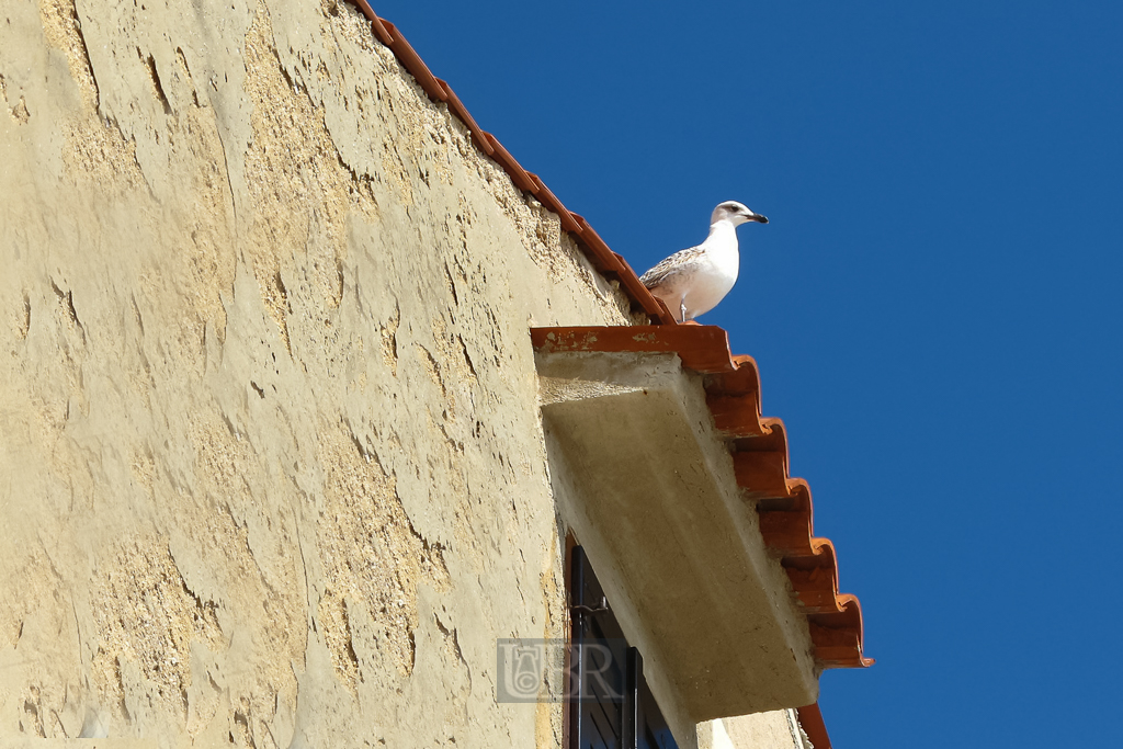 Möwe auf dem Dach