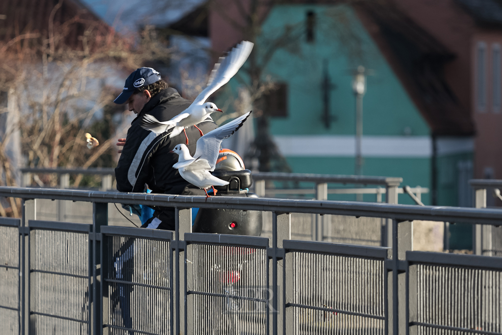 Lachmöwen in Landshut - auf einer Isarbrücke