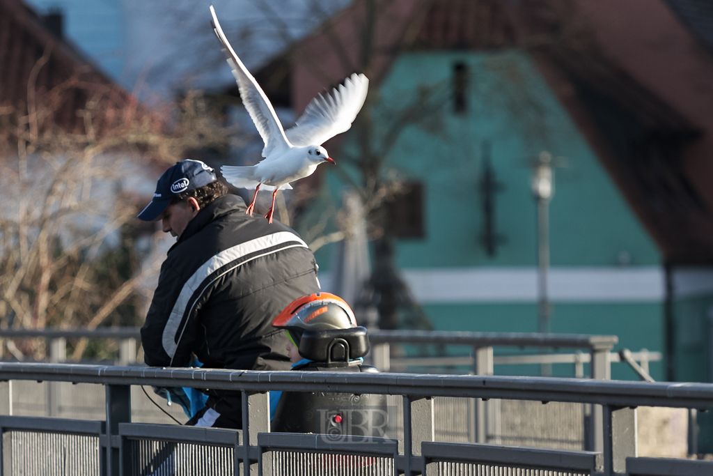 Lachmöwen in Landshut - auf einer Isarbrücke