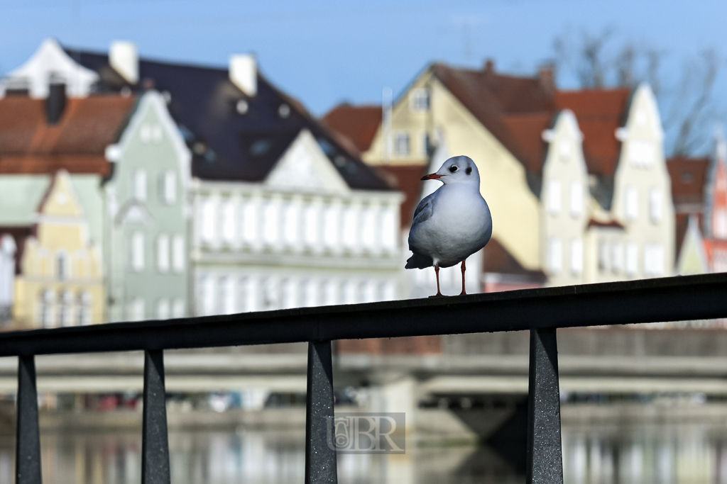 Lachmöwen in Landshut - auf einer Isarbrücke