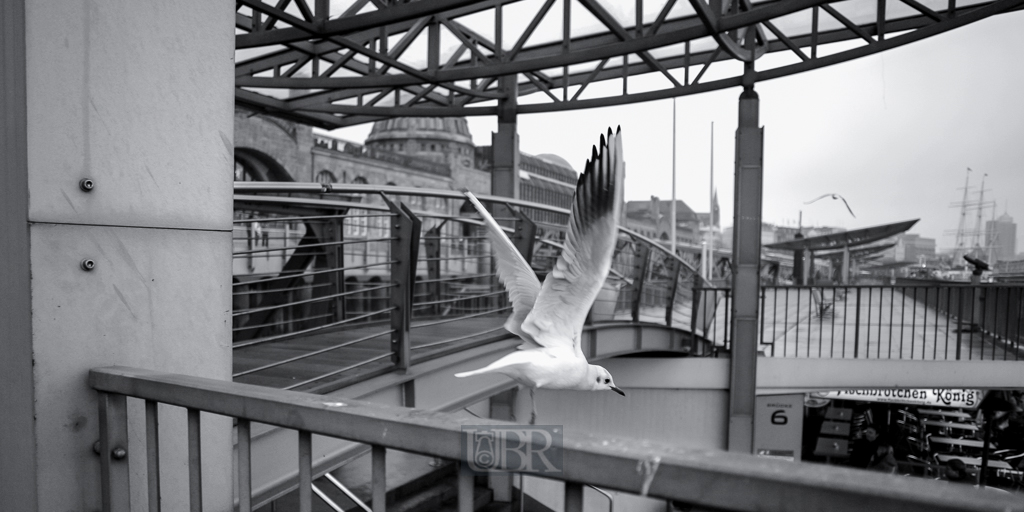 Sturmmöwe im Hamburger Hafen - Landungsbrücken