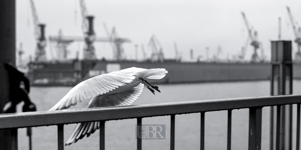 Sturmmöwe im Hamburger Hafen - Landungsbrücken