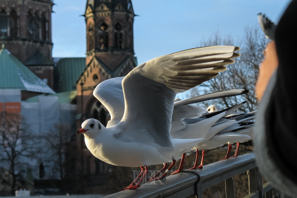 Möwen in der Großstadt - im Hintergrund die St. Lukas Kirche