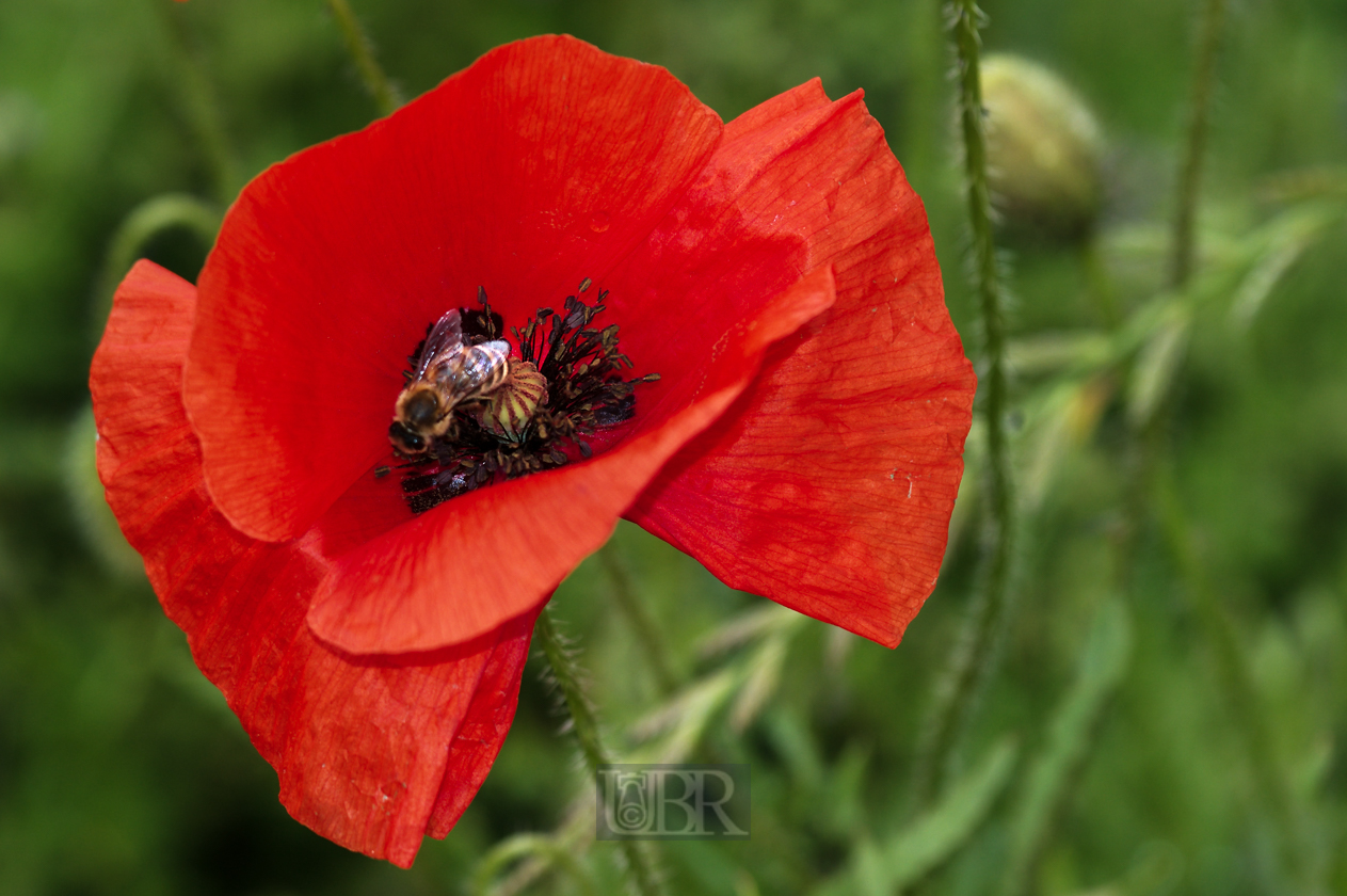 mohn_723