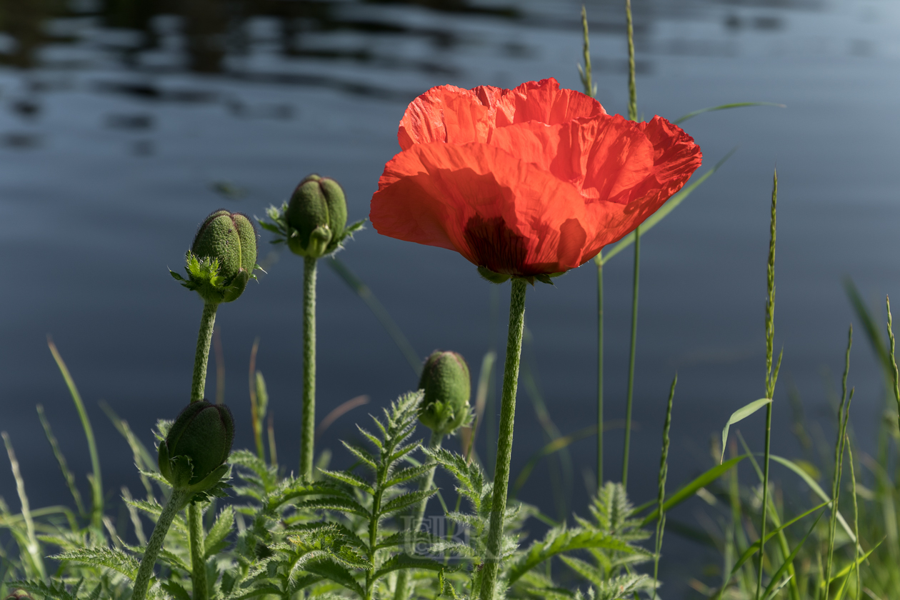 mohn_hammersee_2023