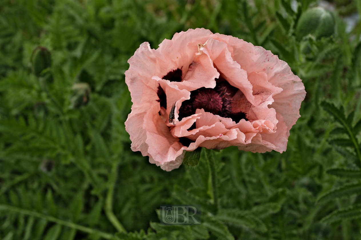 mohn_rosa_02