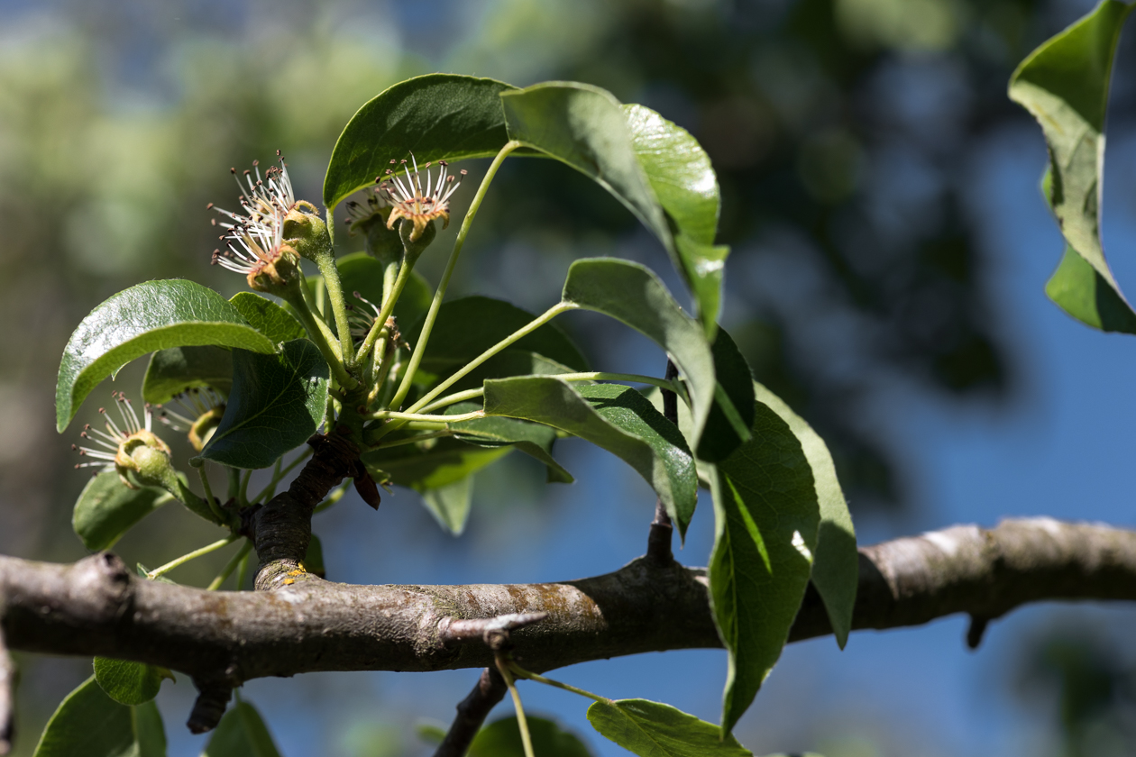 apfel_oder_birne_01