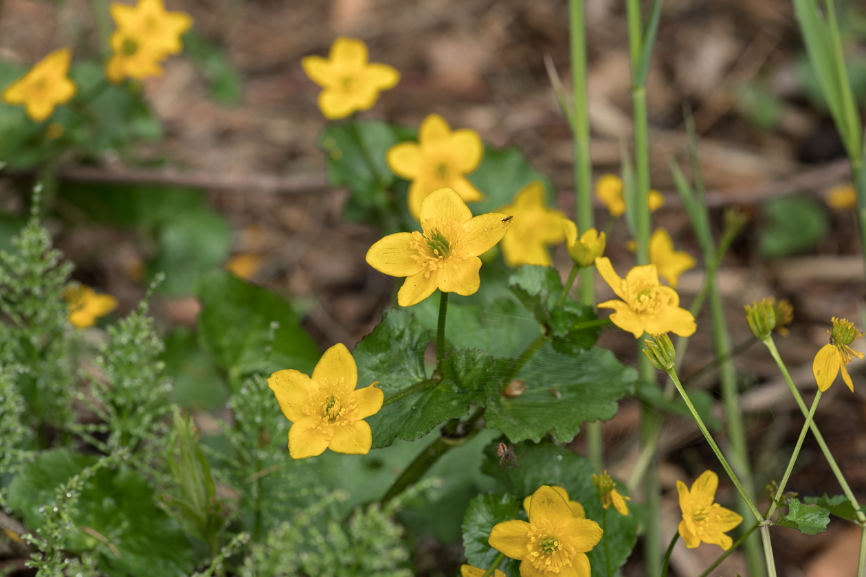 dotterblume_zauberwald_01