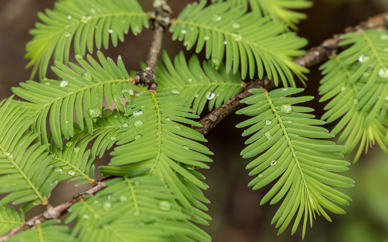 mammut_baum_03