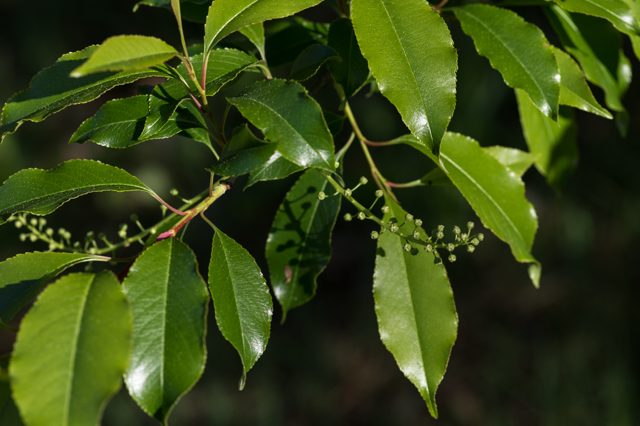 traubenkirsche_knospen_01