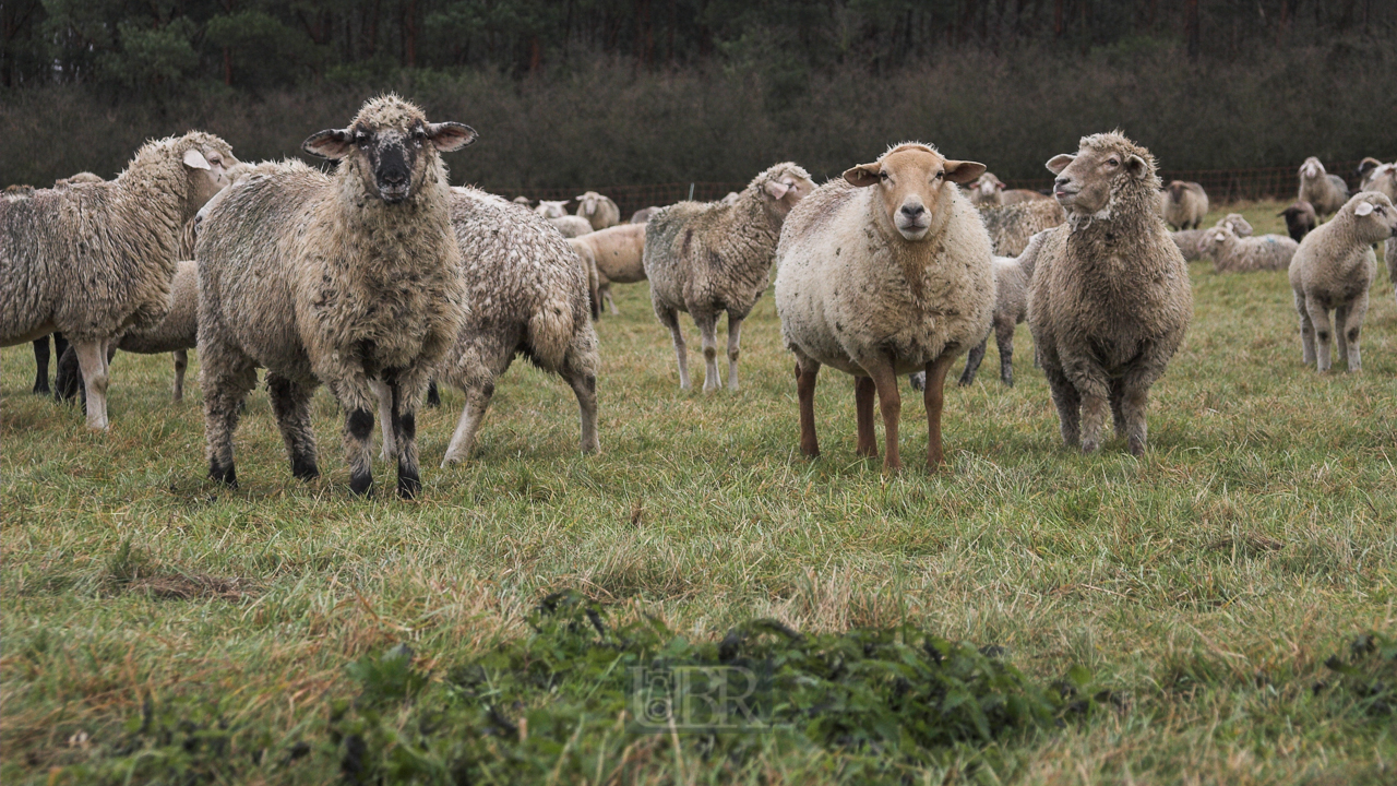 schafe_garchinger_heide_01