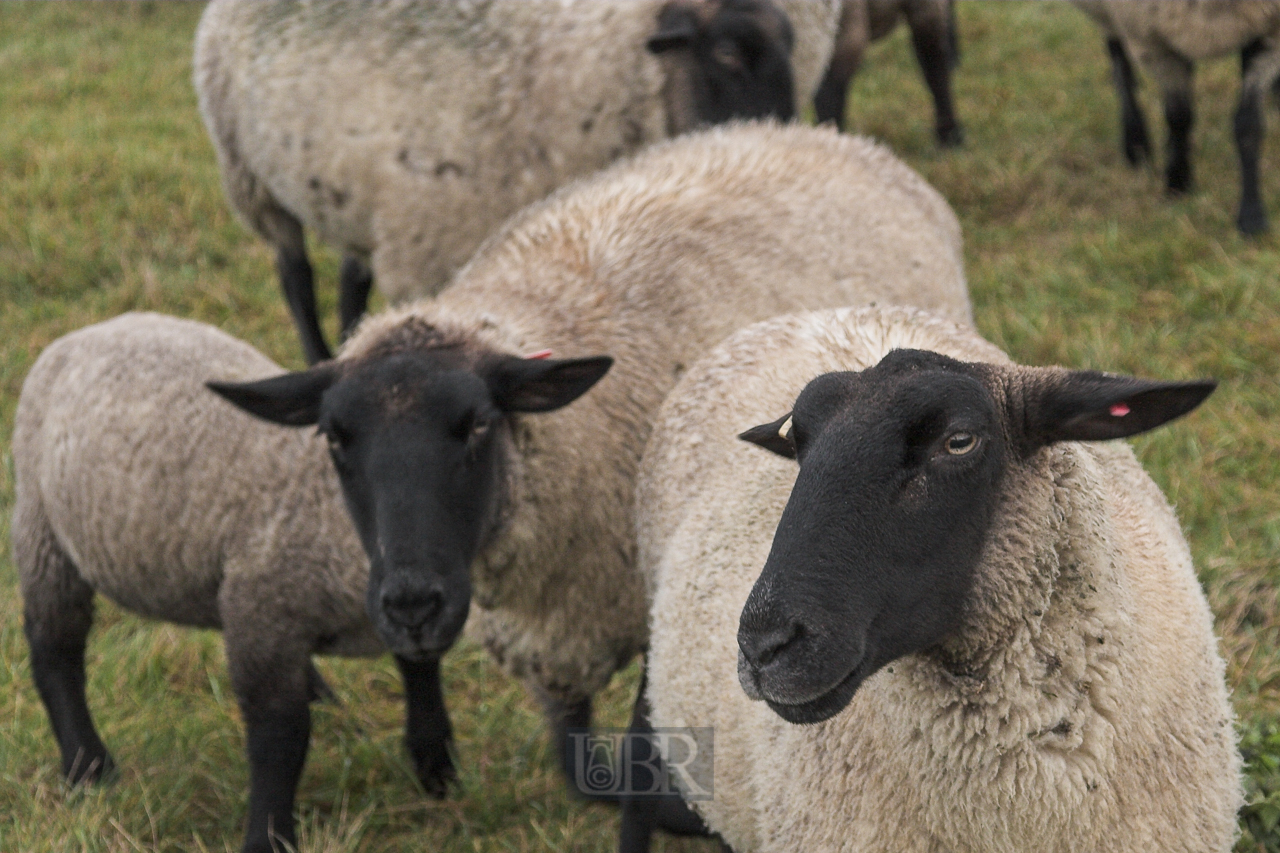 schafe_garchinger_heide_03