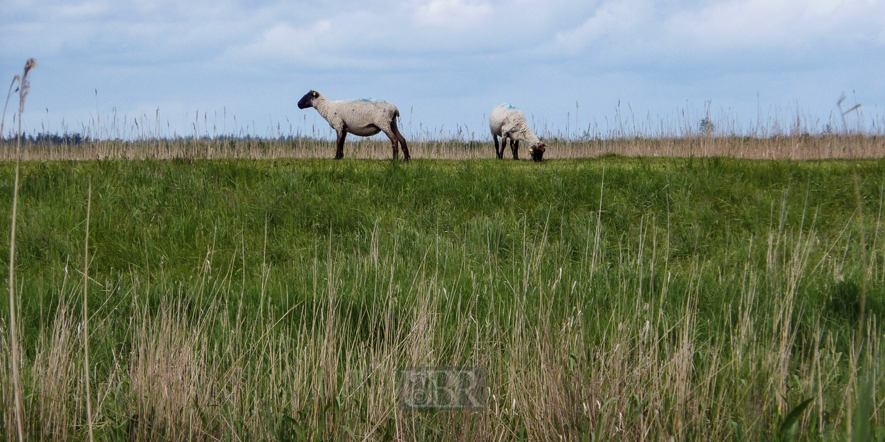 schafe_usedom_01